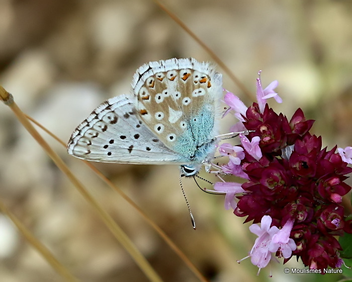 Chalk-hill Blue (Lysandra coridon) M