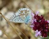 Chalk-hill Blue (Lysandra coridon) M