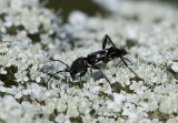 Longhorn Beetle sp. Chlorophorus figuratus