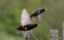 Common Starling (Sturnus vulgaris) Ad-S