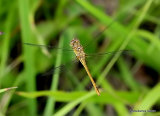 Southern Darter (Sympetrum meridionale) F