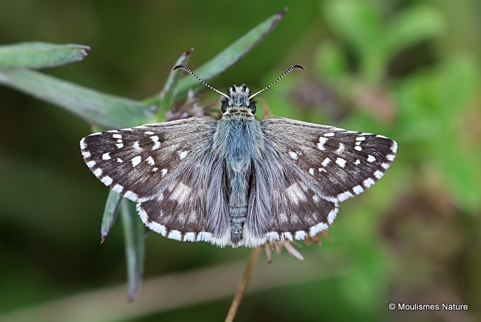 Oberthur's Grizzled Skipper (Pyrgus armoricanus) M