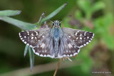 Oberthur's Grizzled Skipper (Pyrgus armoricanus) M