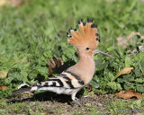 Eurasian Hoopoe (Upupa epops) Los Narejos