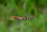 Ruddy Darter (Sympetrum sanguineum) M
