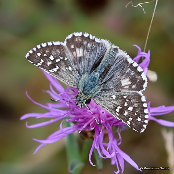 Oberthur's Grizzled Skipper (Pyrgus armoricanus) M