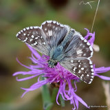 Oberthur's Grizzled Skipper (Pyrgus armoricanus) M