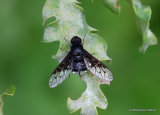 Bee-fly (Bombyliidae) sp.