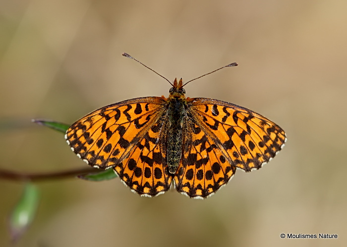 Weaver's Fritillary (Clossinia dia) M