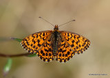Weaver's Fritillary (Clossinia dia) M