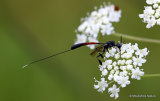 Gasteruption jaculator F