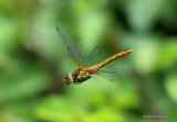Ruddy Darter (Sympetrum sanguineum) F