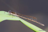 Winter Damselfly (Sympecma fusca) M