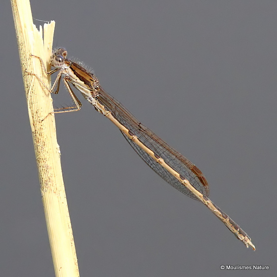 Winter Damselfly (Sympecma fusca) M