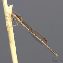 Winter Damselfly (Sympecma fusca) M