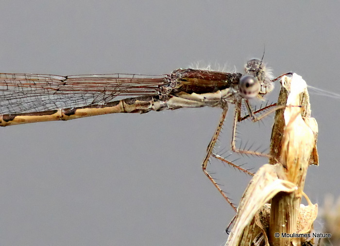 Winter Damselfly (Sympecma fusca) M
