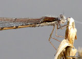 Winter Damselfly (Sympecma fusca) M
