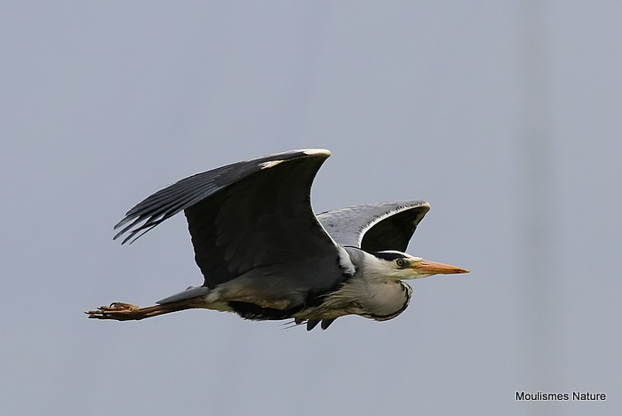Grey Heron (Ardea cinerea) Ad, Héron cendré