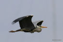 Grey Heron (Ardea cinerea) Ad, Héron cendré
