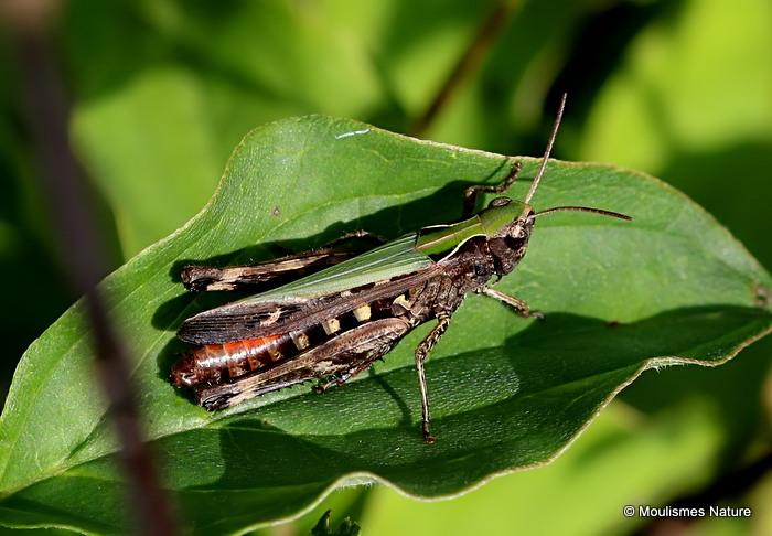 Woodland Grasshopper (Omocestus rufipes) F
