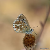 Adonis Blue (Lysandra bellargus) M