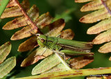 Steppe Grasshopper (Chorthippus d. dorsatus) F
