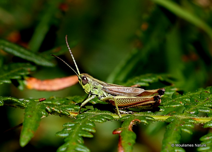 Meadow Grasshopper (Pseudochorthippus parallelus) M