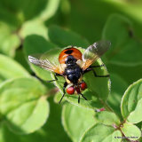 Tachinid fly sp. Gymnosoma rotundatum