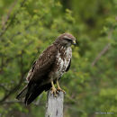 Buteo buteo juv