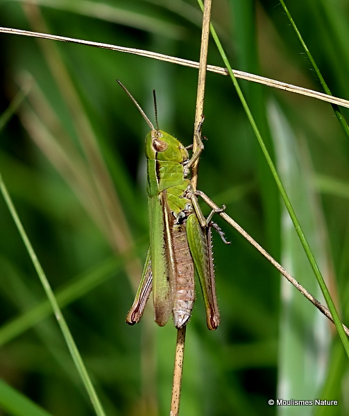 Steppe Grasshopper (Chorthippus d. dorsatus) F