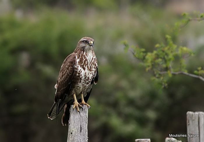 Buteo buteo juv