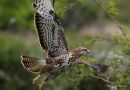 Buteo buteo juv