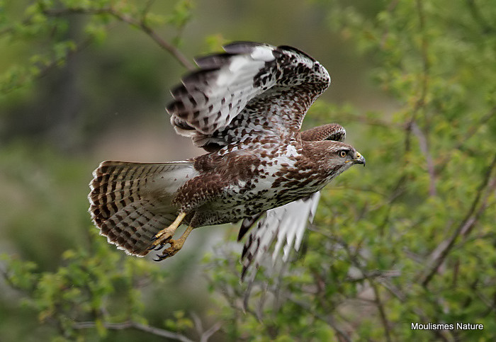 Buteo buteo juv