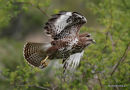 Buteo buteo juv