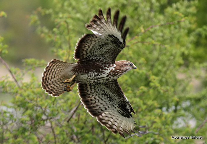 Buteo buteo juv