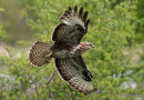 Buteo buteo juv