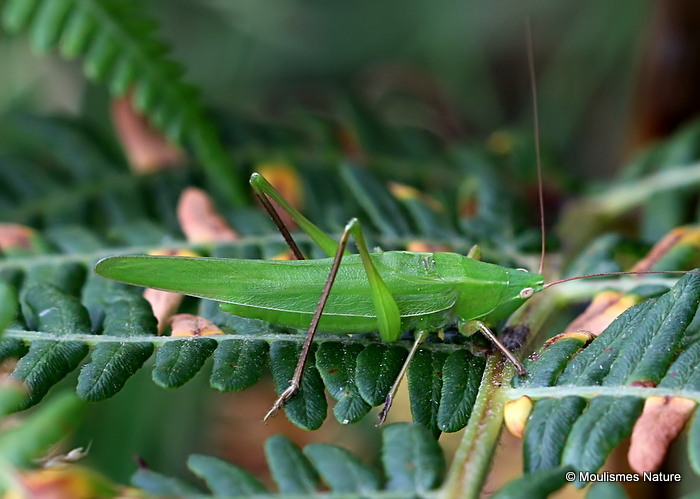 Large Conehead (Ruspolia n. nitidula) M