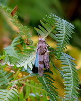 Blue-winged Grasshopper (Oedipoda c. caerulescens)
