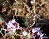 Red-underwing Skipper (Spialia sertorius)