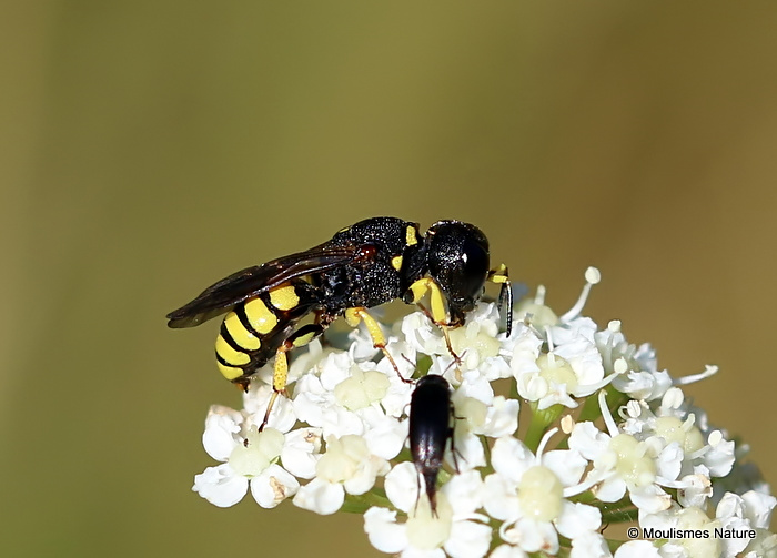 Lestica clypeata (Crabronidae) F