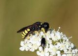 Lestica clypeata (Crabronidae) F
