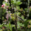 European Serin (Serinus serinus) M
