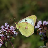 Berger's Clouded Yellow (Colias alfacariensis) F