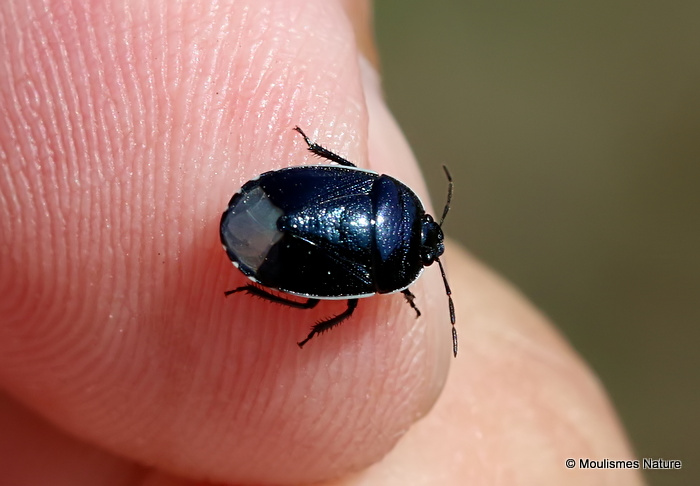 Down Shieldbug (Canthophorus impressus)
