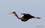 Purple Heron (Ardea purpurea) Ad, Héron pourpré