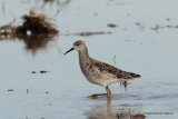 Ruff (Philomachus pugnax) El Hondo