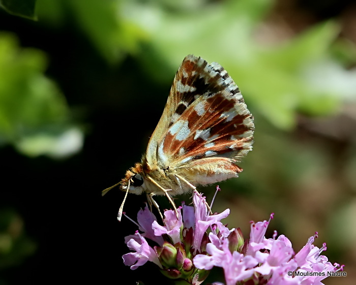 Red-underwing Skipper (Spialia sertorius)