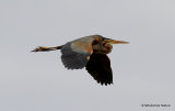 Purple Heron (Ardea purpurea) Ad, Héron pourpré