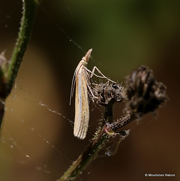 Unidentified moth sp.