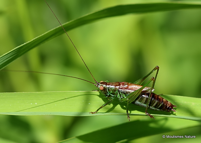 Short-winged Conehead (Conocephalus dorsalis) M